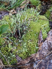 Leucobryum
