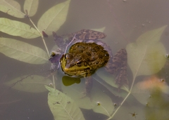 Pelophylax ridibundus
