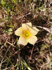 Oxalis obtusa