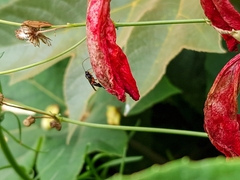 Apechthis