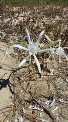 Pancratium maritimum