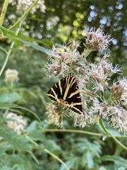 Euplagia quadripunctaria