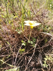 Oxalis obtusa