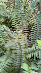 Polystichum acrostichoides