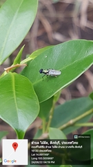 Prosopochrysa vitripennis