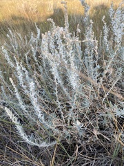 Krascheninnikovia lanata