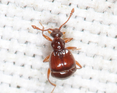 Pselaphinae