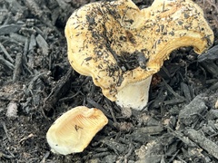 Lactarius psammicola