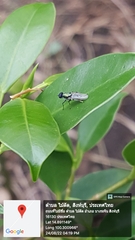 Prosopochrysa vitripennis