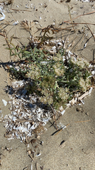 Echinophora spinosa