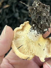 Lactarius psammicola