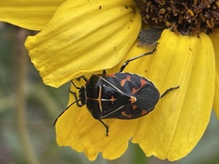 Murgantia histrionica