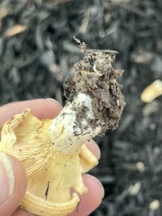 Lactarius psammicola