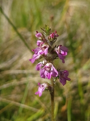 Pedicularis attollens
