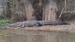 Alligator mississippiensis