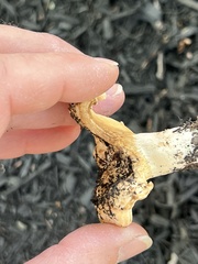 Lactarius psammicola