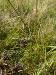 Pedicularis attollens