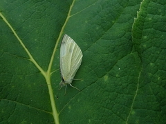 Pieris