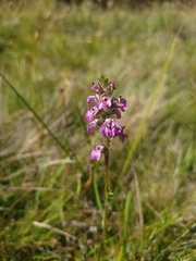 Pedicularis attollens