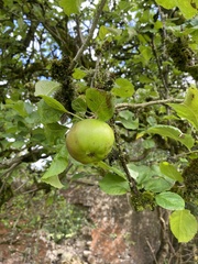 Malus sylvestris