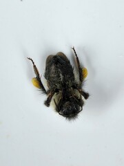 Pyrobombus