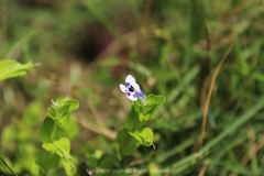 Lindernia rotundifolia