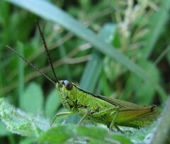 Mecostethus parapleurus