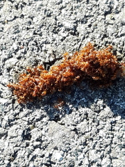 Myrmica