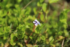 Lindernia rotundifolia