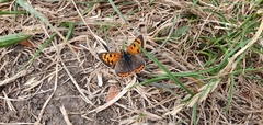 Lycaena phlaeas