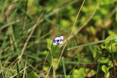 Lindernia rotundifolia