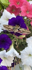Hyles euphorbiae