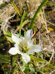 Gentiana newberryi