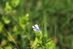 Lindernia rotundifolia