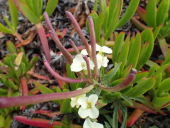 Erysimum concinnum
