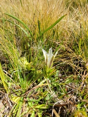 Gentiana newberryi