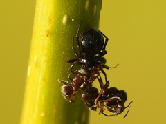 Euryopis episinoides