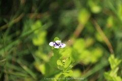 Lindernia rotundifolia