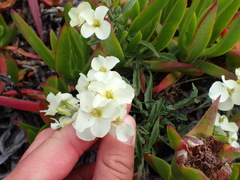 Erysimum concinnum