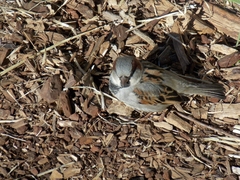Passer domesticus domesticus