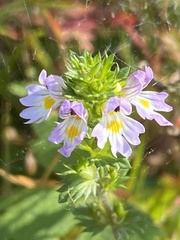 Euphrasia