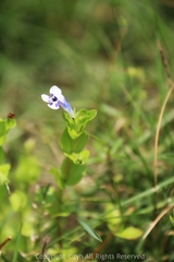 Lindernia rotundifolia