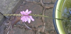 Ixia orientalis