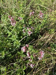 Origanum vulgare