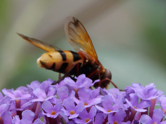 Volucella zonaria