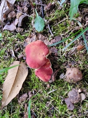 Hortiboletus