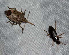 Podisus serieventris