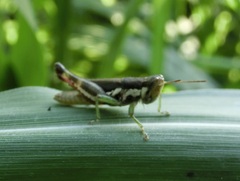 Pseudoxya diminuta