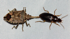 Podisus serieventris