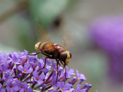 Volucella zonaria